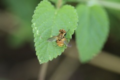 Gymnoclytia occidentalis