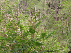 Acaciella angustissima