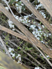 Leucopogon concurvus