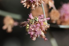 Philanthus multimaculatus