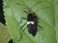 Hypselonotus interruptus