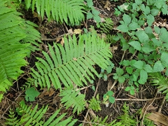 Matteuccia struthiopteris