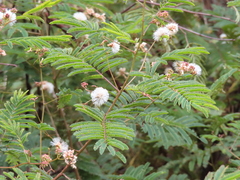 Acaciella angustissima