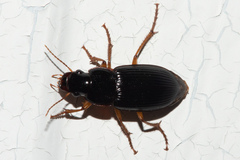 Harpalus