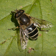 Eristalis nemorum