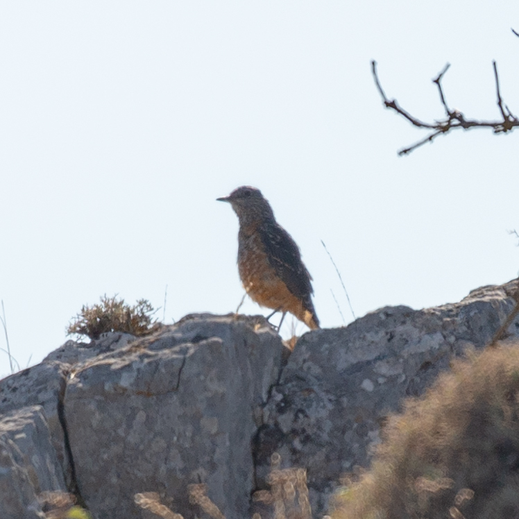 Common Rock Thrush