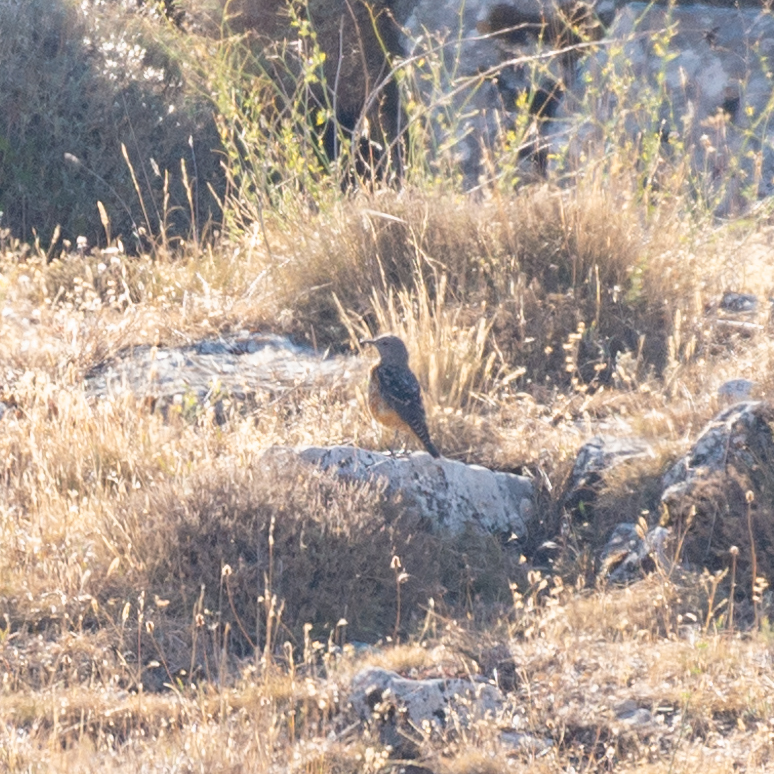 Common Rock Thrush