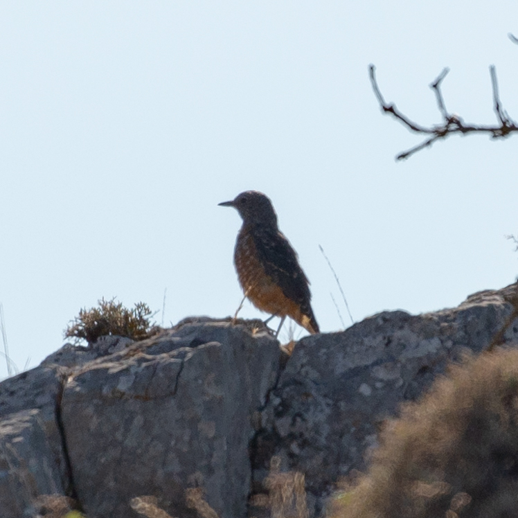 Common Rock Thrush
