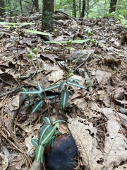 Chimaphila maculata