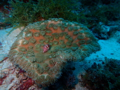 Duncanopsammia peltata