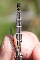 Somatochlora cingulata