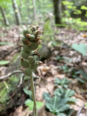 Goodyera pubescens