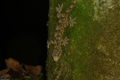 Gekkota