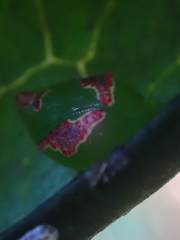 Tortricoidea