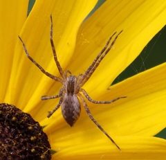 Pisaurina mira