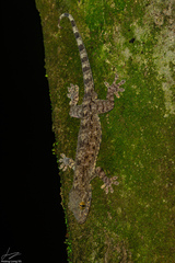 Gekkota