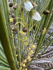 Drosera planchonii