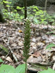 Goodyera pubescens