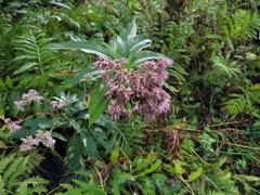 Eutrochium maculatum