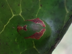 Tortricoidea