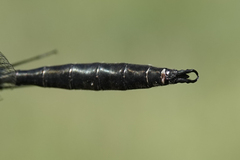 Somatochlora semicircularis