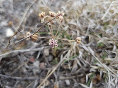 Asclepias senecionifolia