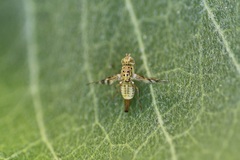 Chaetorellia succinea