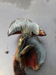 Boletus subvelutipes