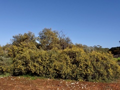 Acacia colletioides