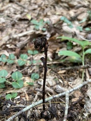 Monotropa uniflora