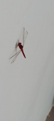 Crocothemis servilia