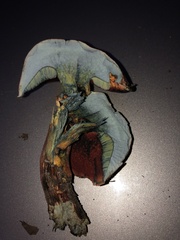 Boletus subvelutipes