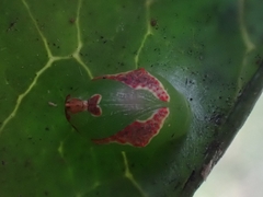 Tortricoidea