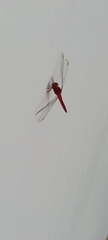 Crocothemis servilia