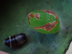 Tortricoidea