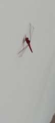 Crocothemis servilia