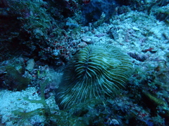 Pleuractis moluccensis