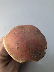 Boletus subvelutipes