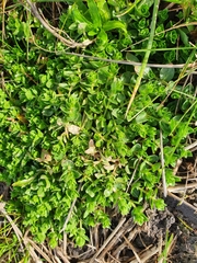 Stellaria apetala