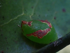 Tortricoidea