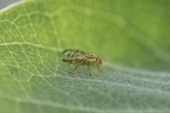 Chaetorellia succinea