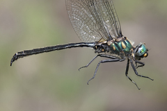 Somatochlora semicircularis