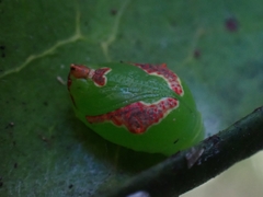 Tortricoidea