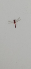 Crocothemis servilia