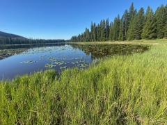 Somatochlora cingulata