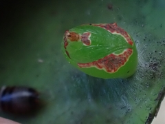 Tortricoidea