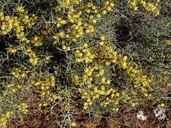 Acacia colletioides