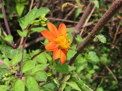 Dahlia coccinea