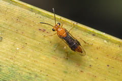 Phylacteophaga