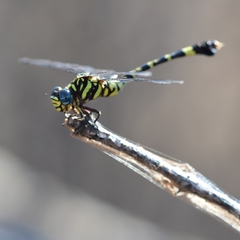 Ictinogomphus ferox